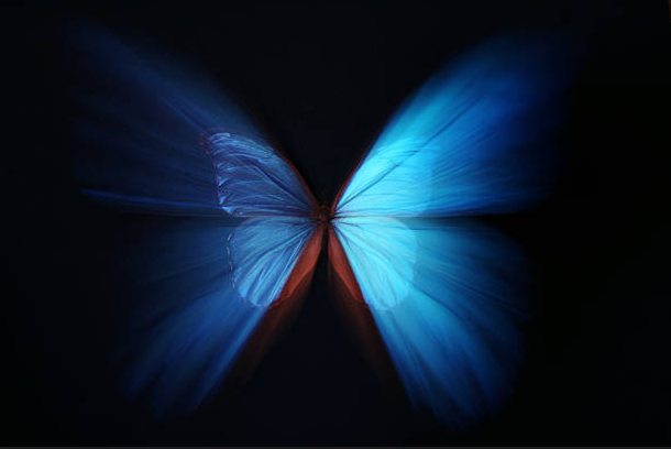 Butterfly Image